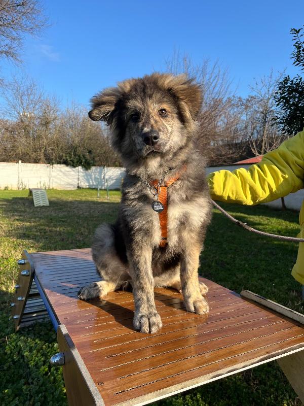 PAUL NEWMAN CUCCIOLO Foto 5